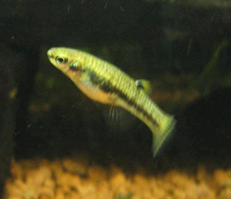 Heterandria formosa